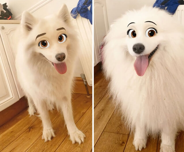 Novo filtro de aplicativo deixa seu cachorro parecendo um personagem da Disney