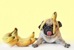 Cachorro pode comer banana? Descubra agora!