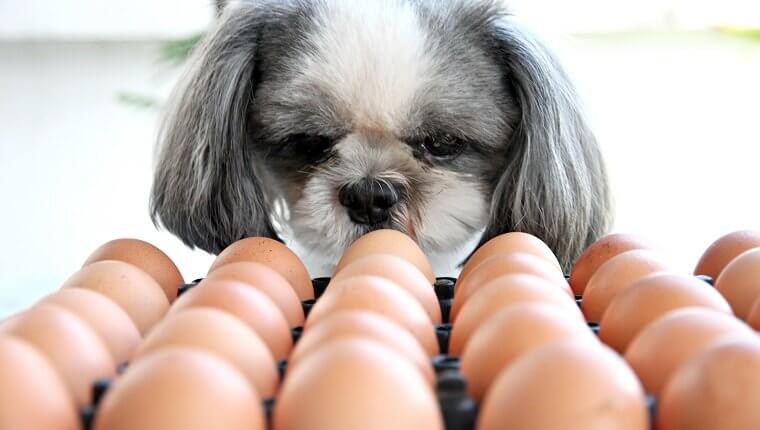 cachorro pode comer ovo