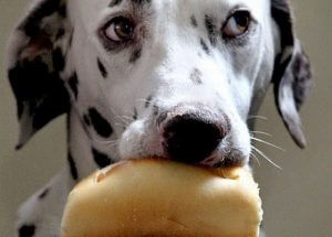 Cachorro pode comer pão? Descubra agora!