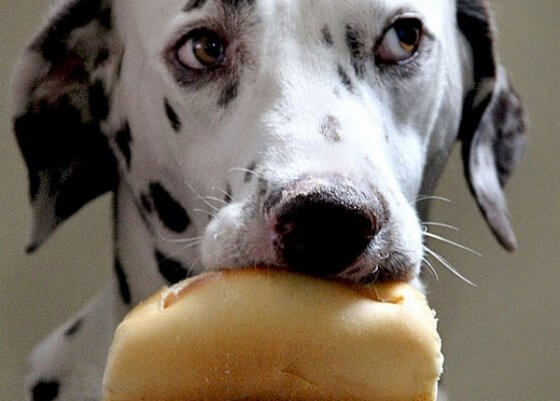 Descubra agora se cachorro pode comer pão