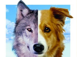 Cães e lobos: Saiba tudo sobre a evolução do melhor amigo do homem