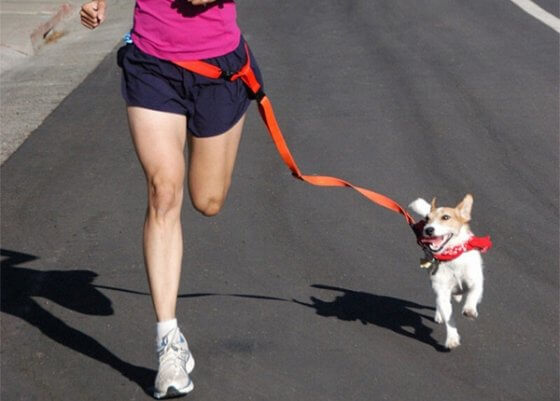 Saiba como correr do jeito certo com seu cachorro