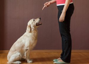 Como ensinar ao seu cachorro de maneira fácil o comando: Senta!