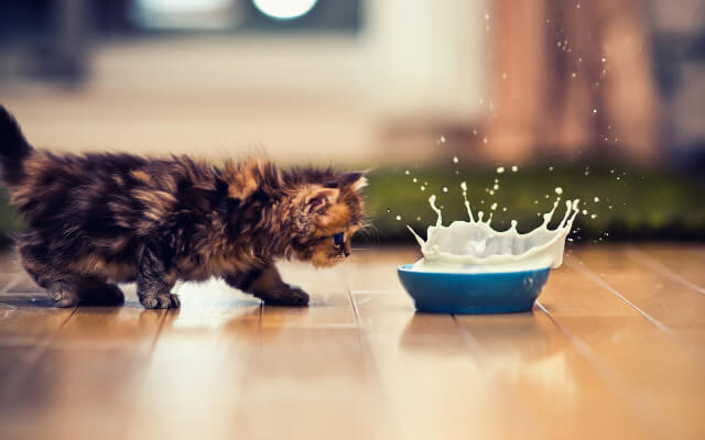 filhote de gato olhando para tigela de leite