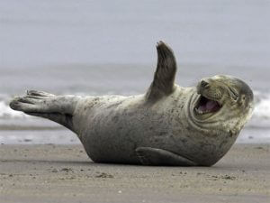 10 fotos divertidas de focas que não conseguem conter o riso