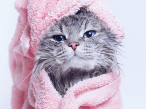 gato com toalha rosa em volta do corpo