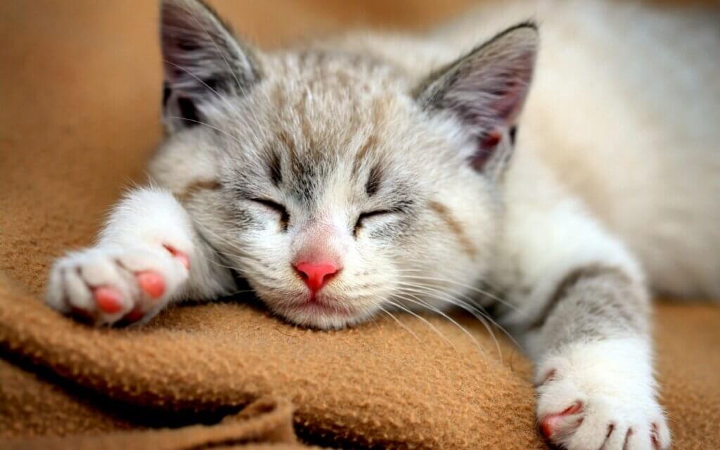 gato dormindo em cobertor