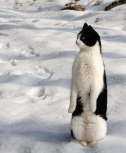 10 gatos que decidiram fingir ser pinguins