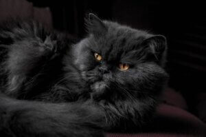 gato persa preto - o maior gato do mundo