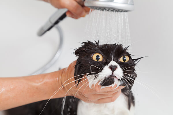 gato pode tomar banho