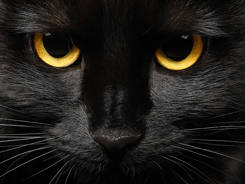gato preto com olhos amarelos