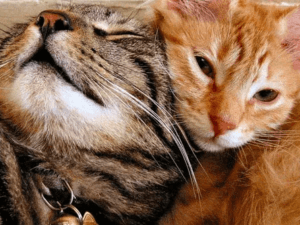 gatos se esfregando um no outro