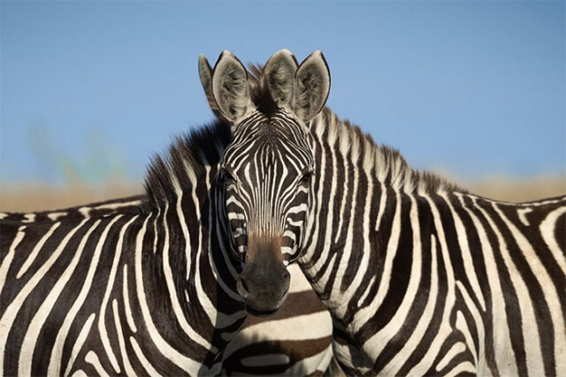 Qual dessas duas zebras está olhando para a câmera?