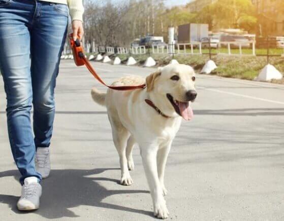 Descubra qual é a importância de passear com cachorro