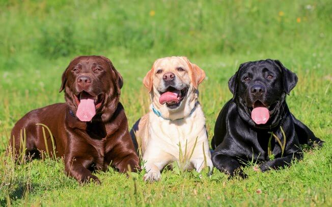 labrador retriever marrom, branco e preto deitados na grama melhores cachorros para crianças