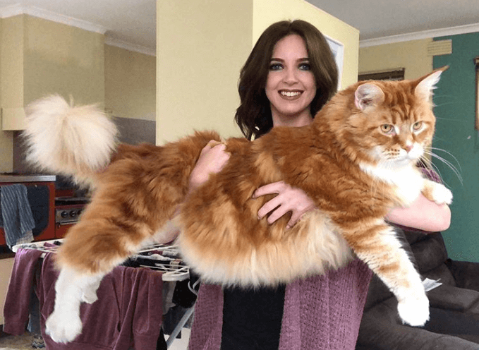 maine coon deitado em colo de mulher - o maior gato do mundo