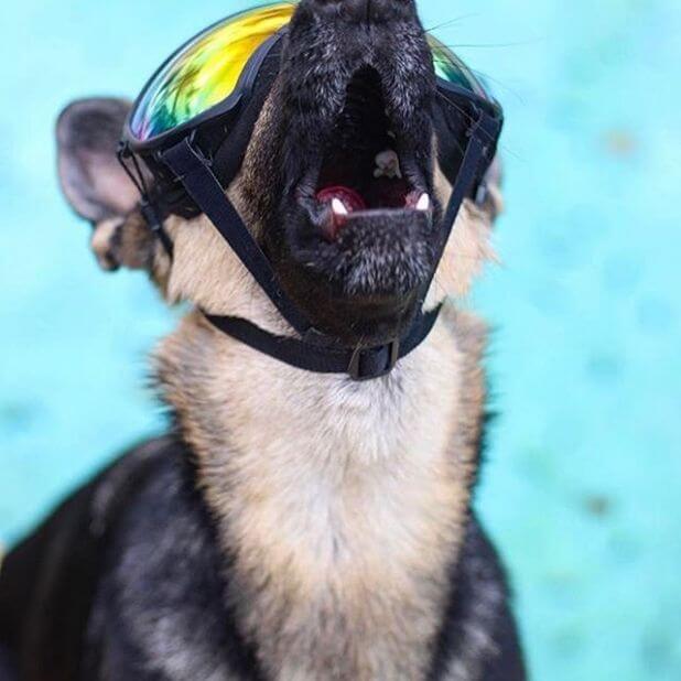 óculos de proteção para cachorro nadar