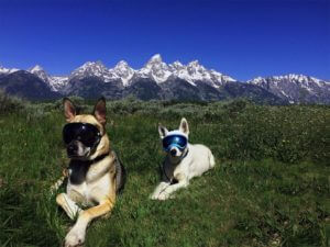 óculos para cães aventureiros