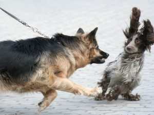 Conheça 3 situações que levam os cães a brigarem