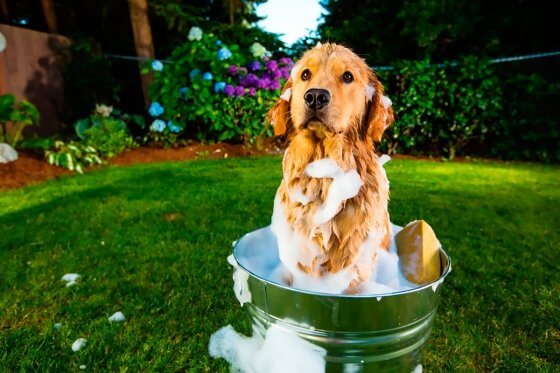 Saiba com que frequência você deve dar banho no seu cachorro