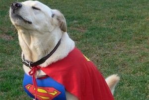 Conheça 3 raças de cães que possuem superpoderes