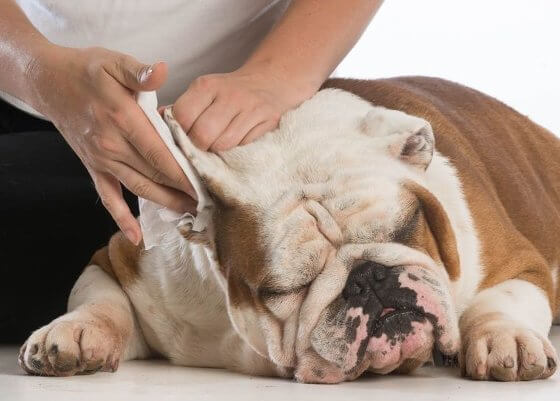 Saiba Como Cuidar Muito Melhor da Higiene de Seu Cão