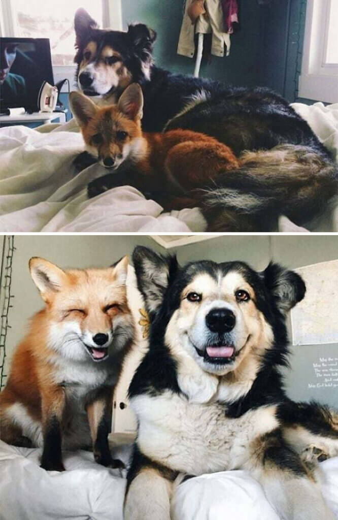 cachorro e raposa