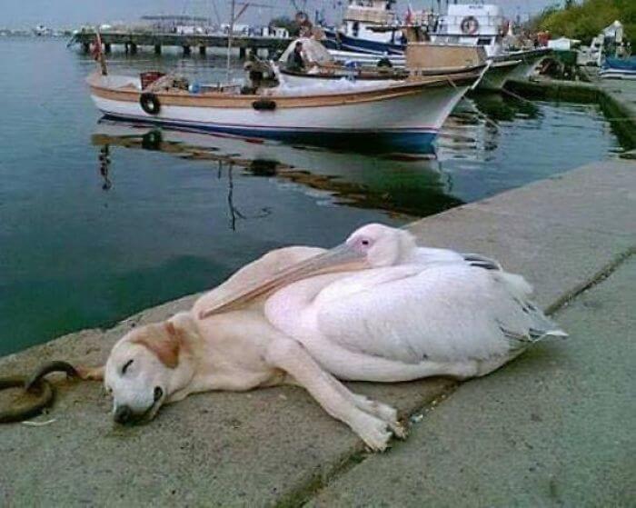 pelicano e cachorro