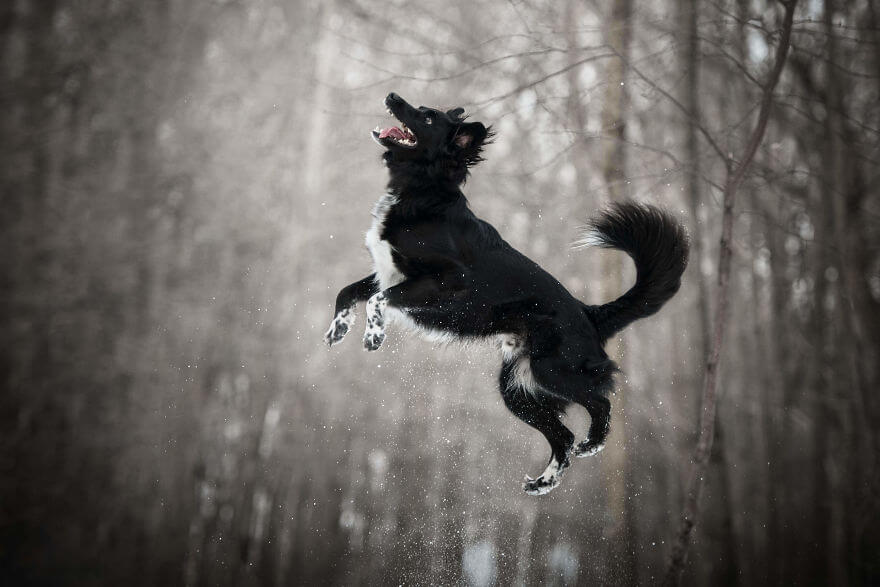 cão preto no ar