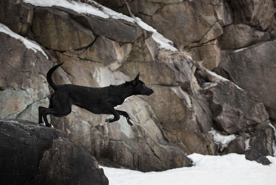cão preto pulando