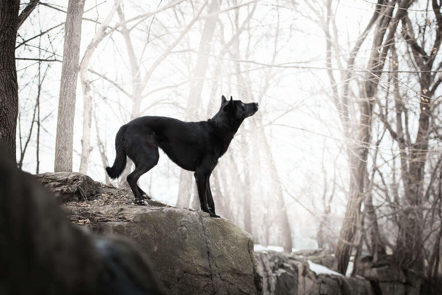 cão preto sobre pedra