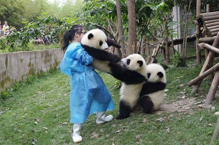 pandas puxando panda do colo