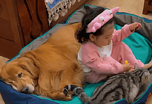 Veja agora menina dormindo com seu cão e gato