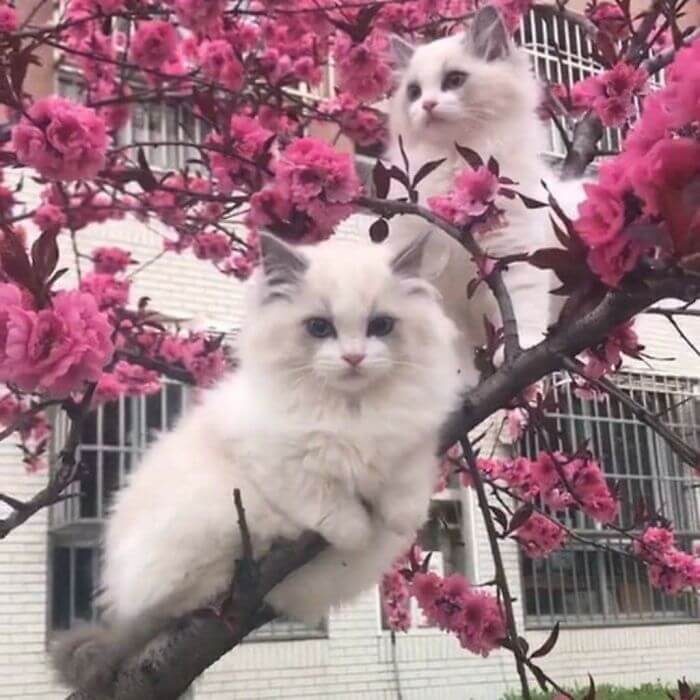 dois gatos brancos em arvore
