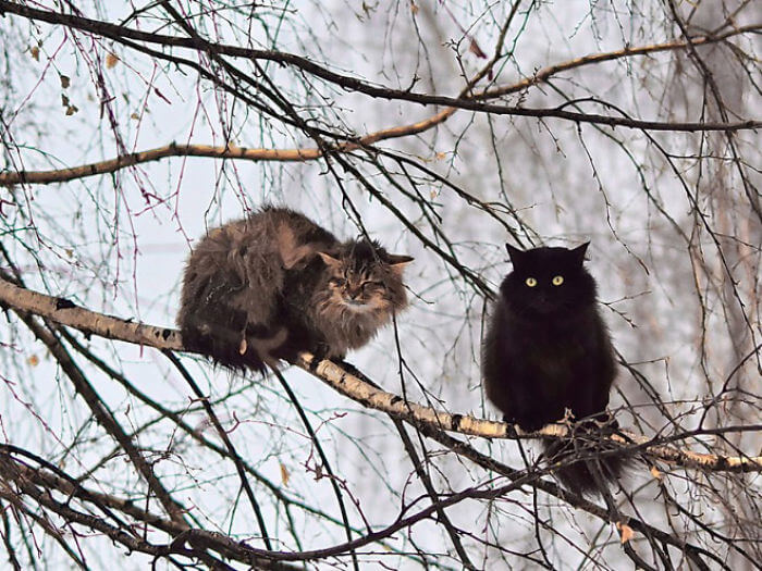 dois gatos em cima da arvore gatos que parecem pássaros