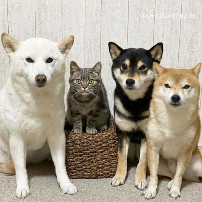 gato com três cachorros