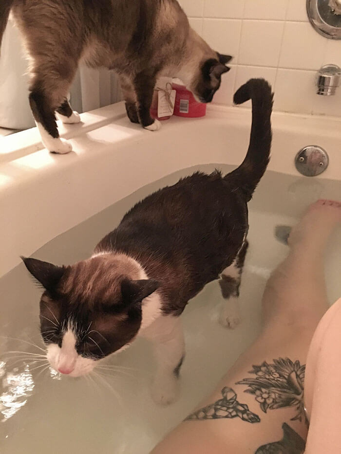 gato dentro de banheira