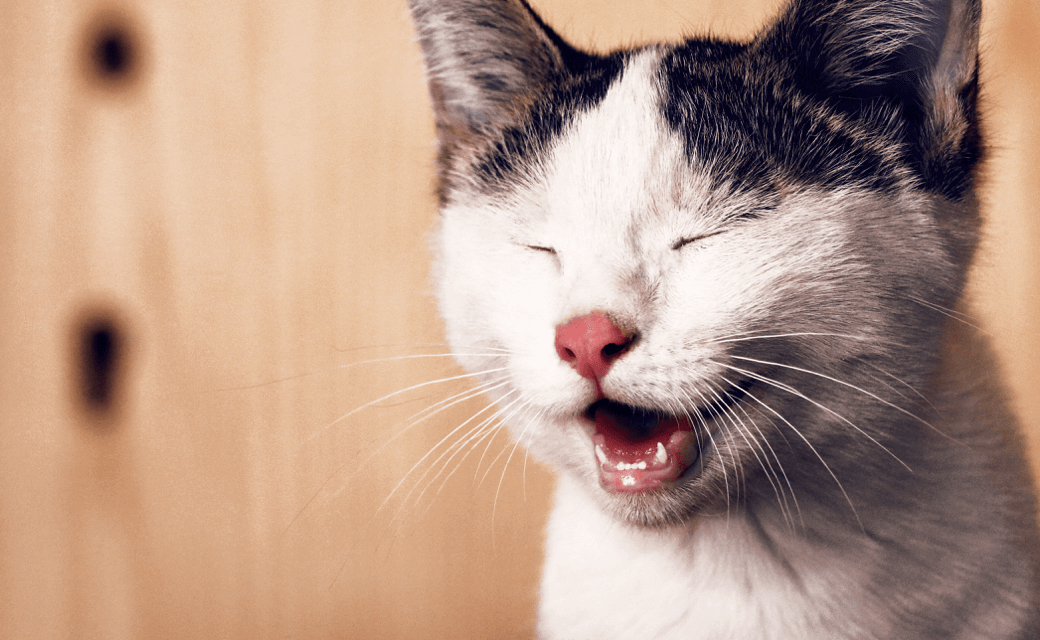 gato espirrando