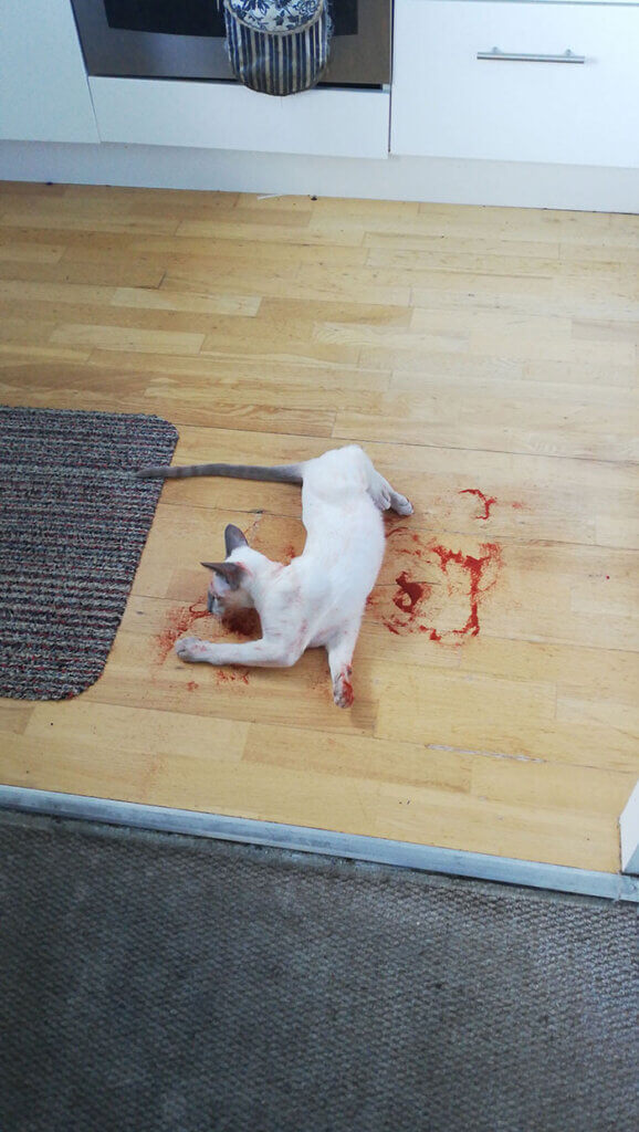 gato sujo parecendo sangue
