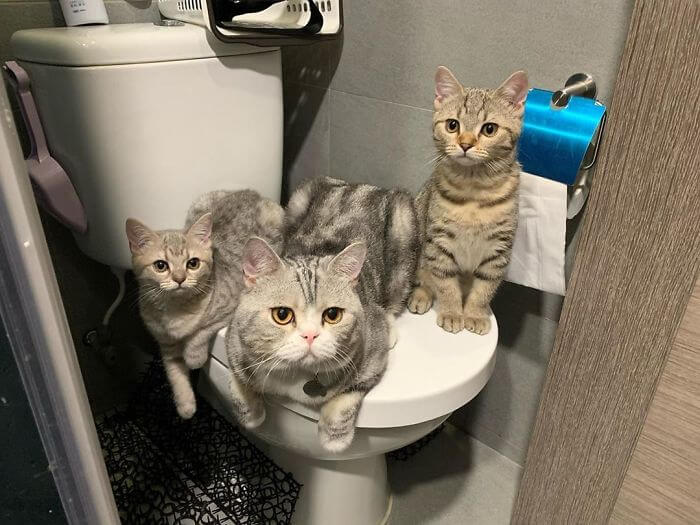 gatos desrespeitando a privacidade