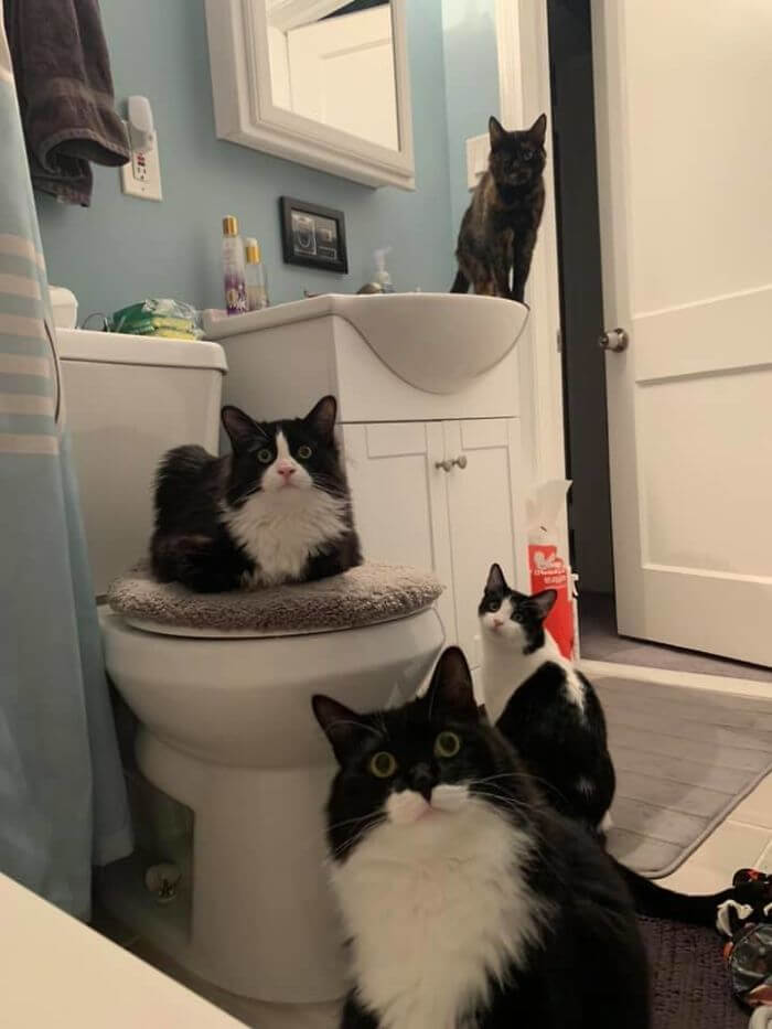 gatos no banheiro