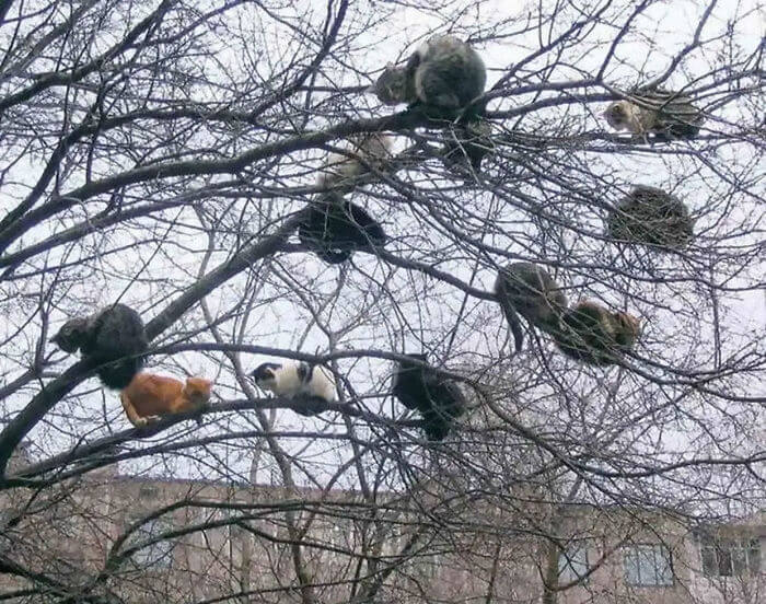 gatos variados em cima de árvore