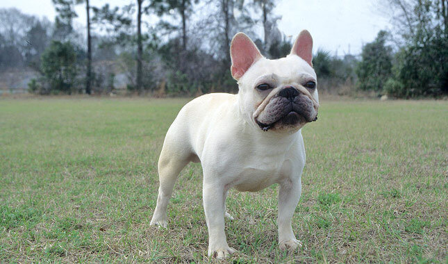 Bulldog francês branco adulto