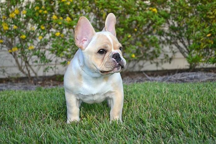 Bulldog frances branco em pé no gramado