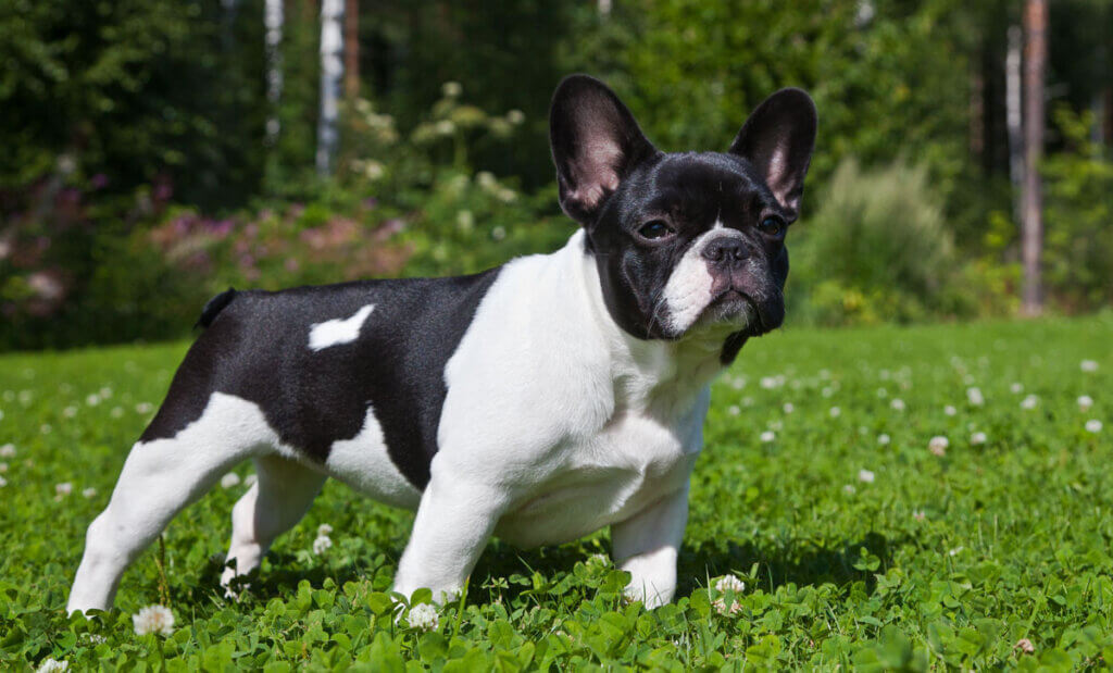 Bulldog francês preto e branco