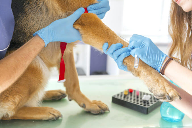cachorro fazendo exame de sangue