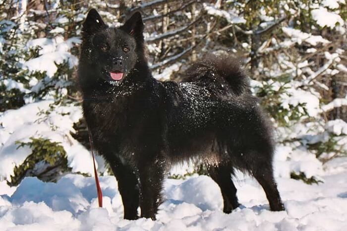Lapphund sueco preto na neve