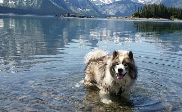 cachorro esquimó canadense