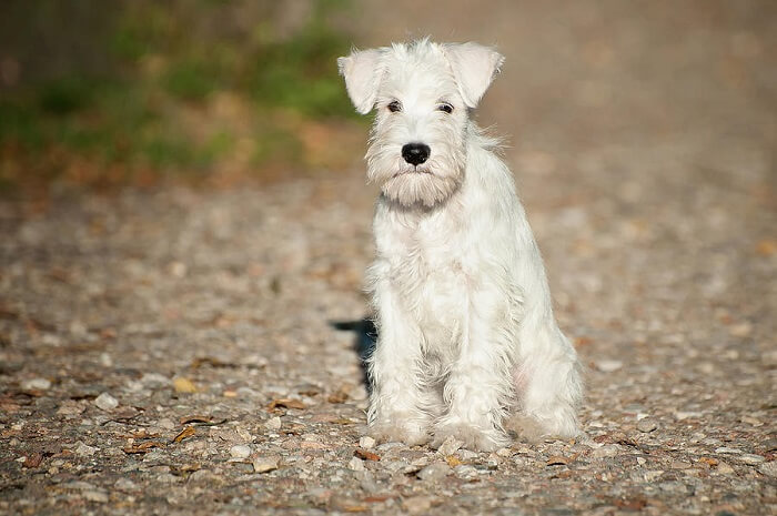 cão Schnauzer miniatura cor branco sentado